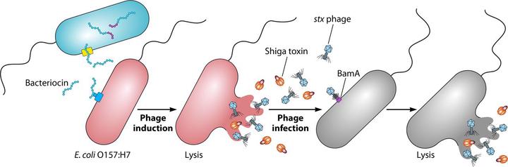 A toxic environment: a growing understanding of how microbial communities affect Escherichia coli O157:H7 Shiga toxin expression