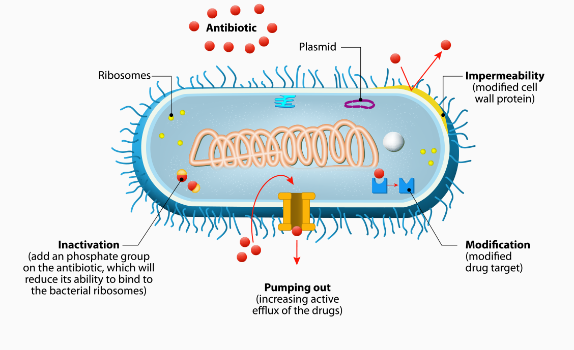 mechanisms of bacterial resistance