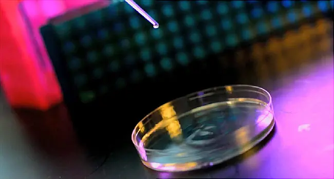 4 ArmPEG Mal ''M.W. 2K''   5 grams